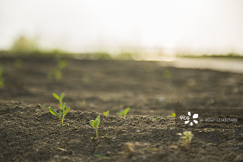小草生长萌芽沃土图片素材