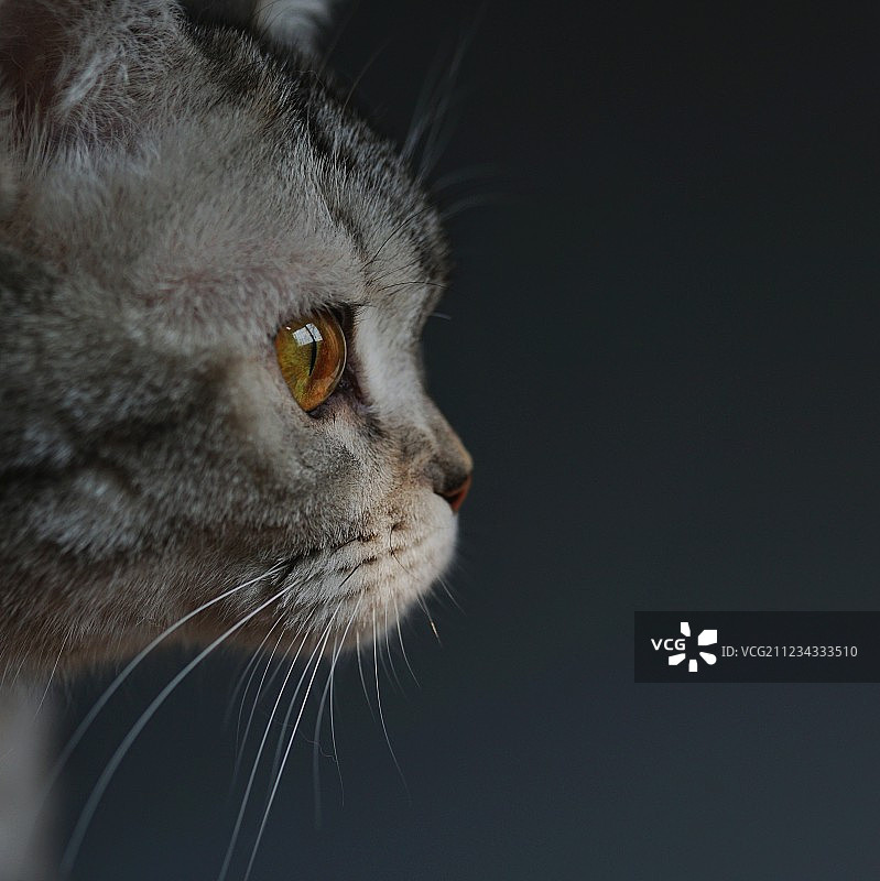 猫的侧脸图片素材