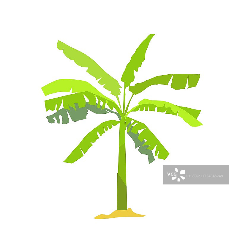 香蕉树图片素材