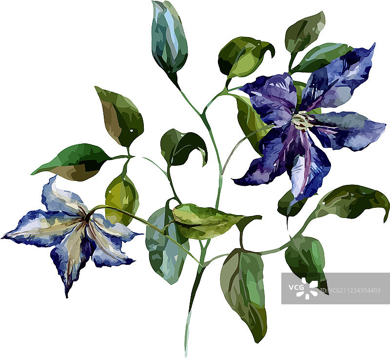 铁线莲的花图片素材