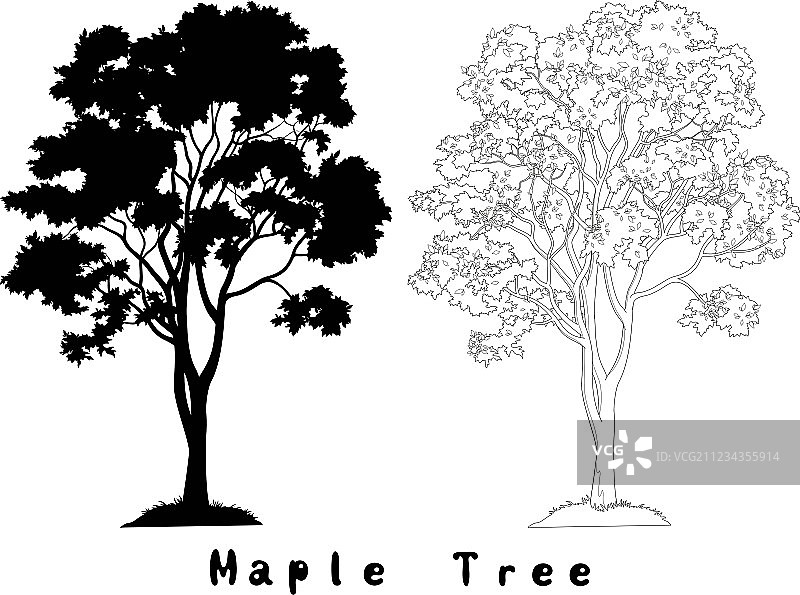 枫树轮廓和铭文图片素材
