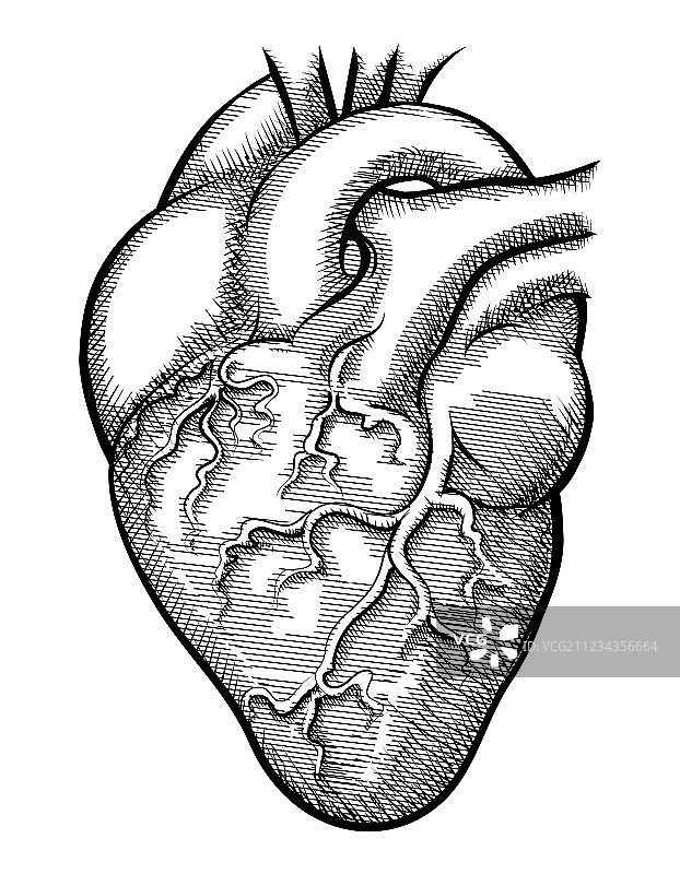 人类的心脏图片素材