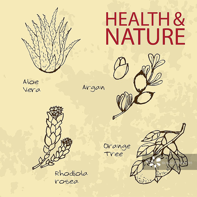 手绘健康与自然套装图片素材