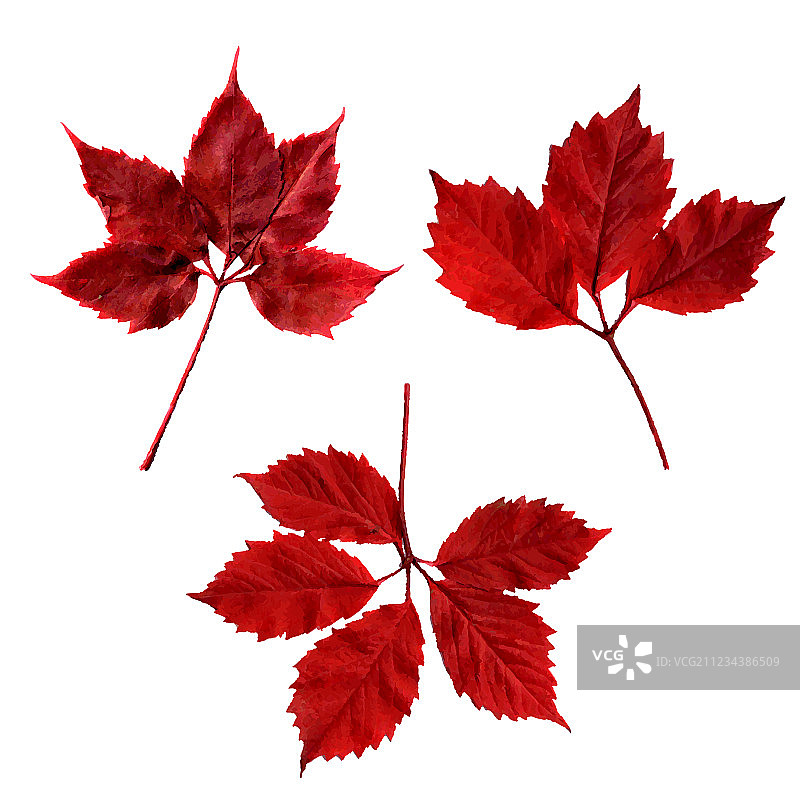 红色的叶子图片素材