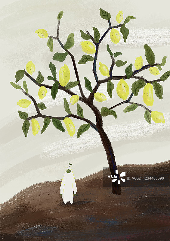 柠檬树图片素材