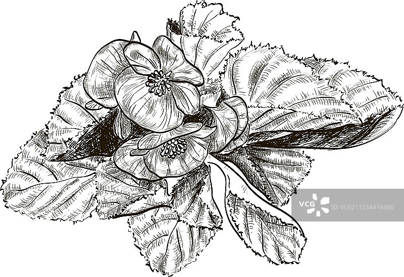 手绘秋海棠花草图图片素材