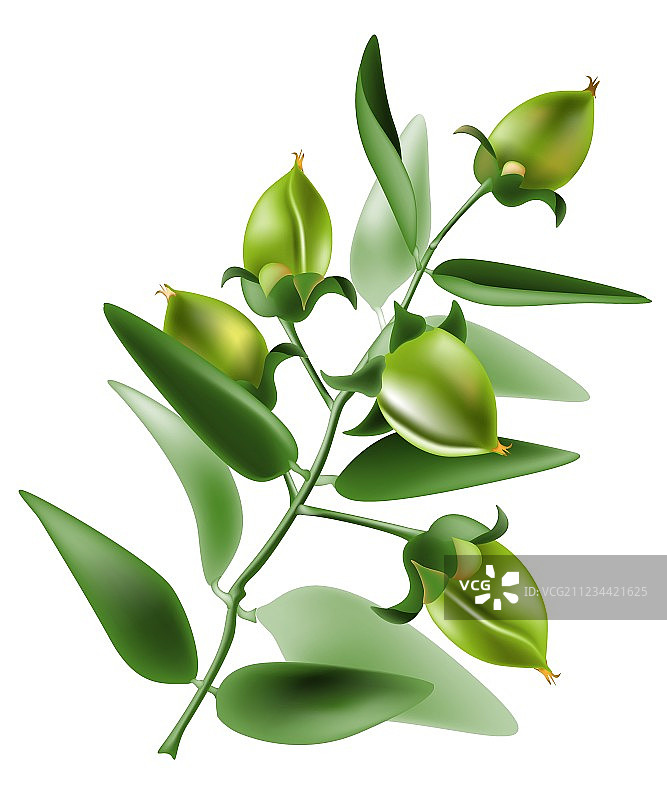 霍霍巴图片素材