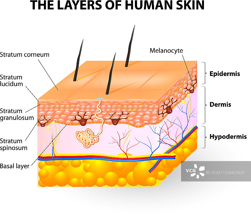 黑色素细胞和黑色素图片素材