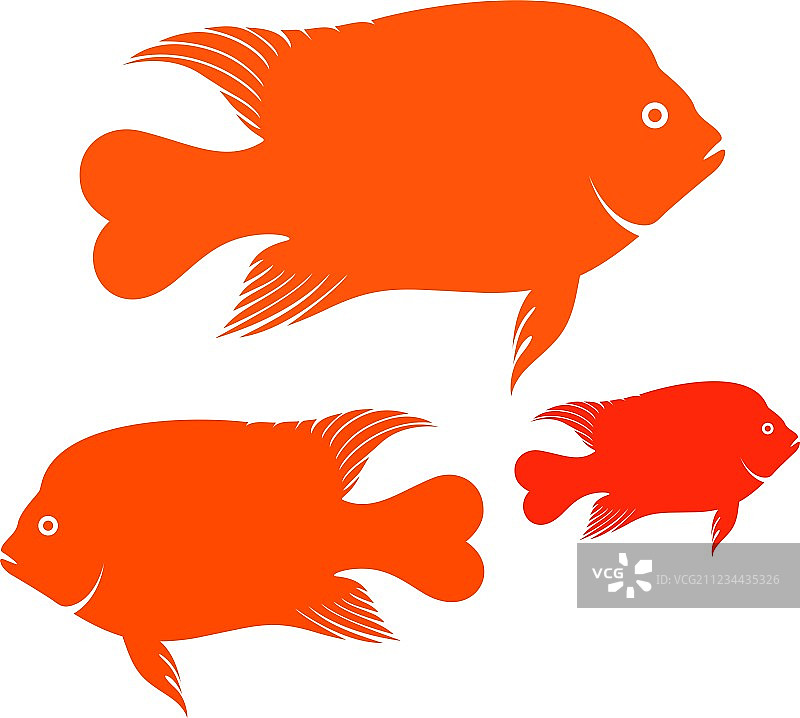 加里波第鱼图片素材