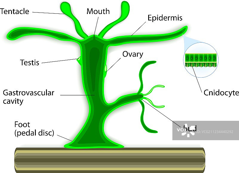 九头蛇图片素材