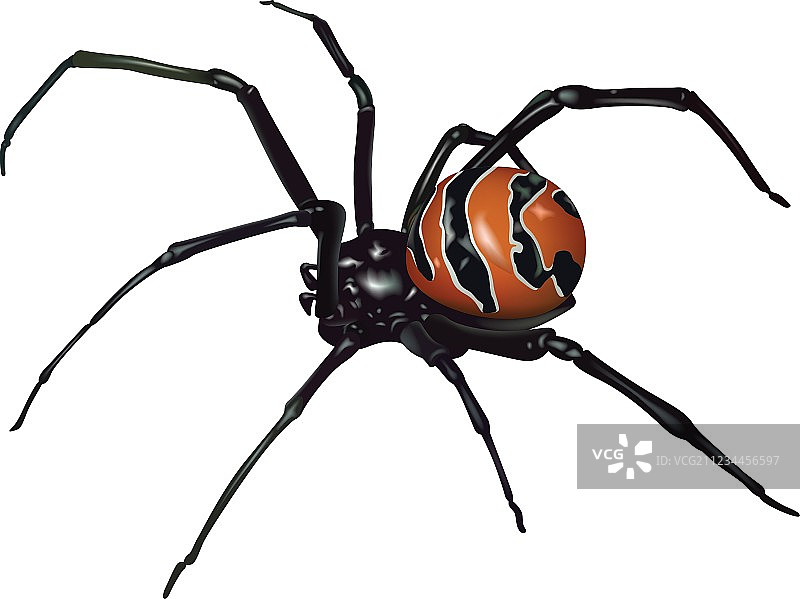 黑寡妇蜘蛛图片素材