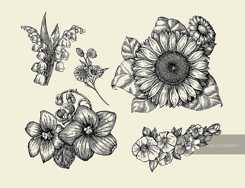 手绘向日葵花朵图片素材