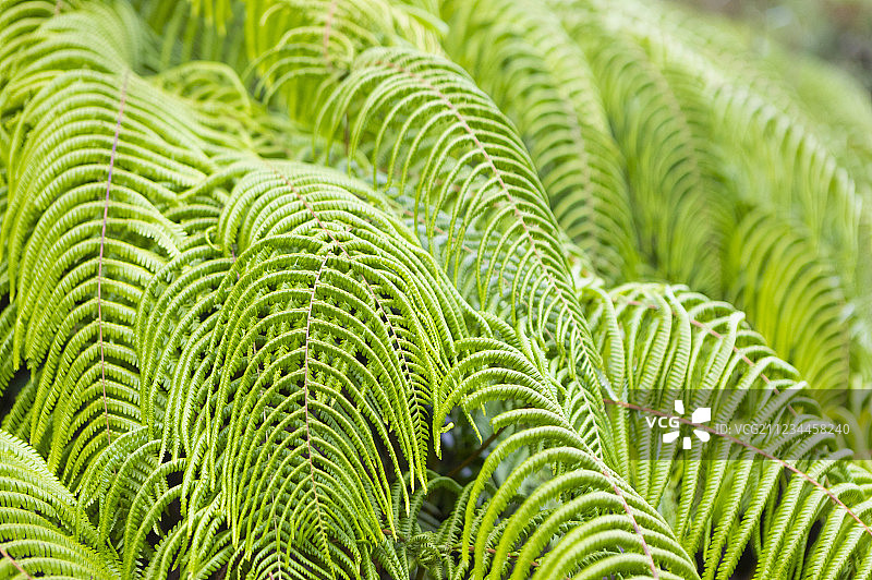 日本奥入濑溪森林中的蕨类图片素材