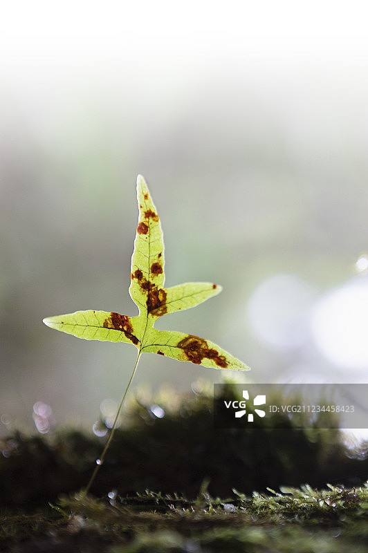 日本奥入濑溪森林中的病虫害树叶图片素材