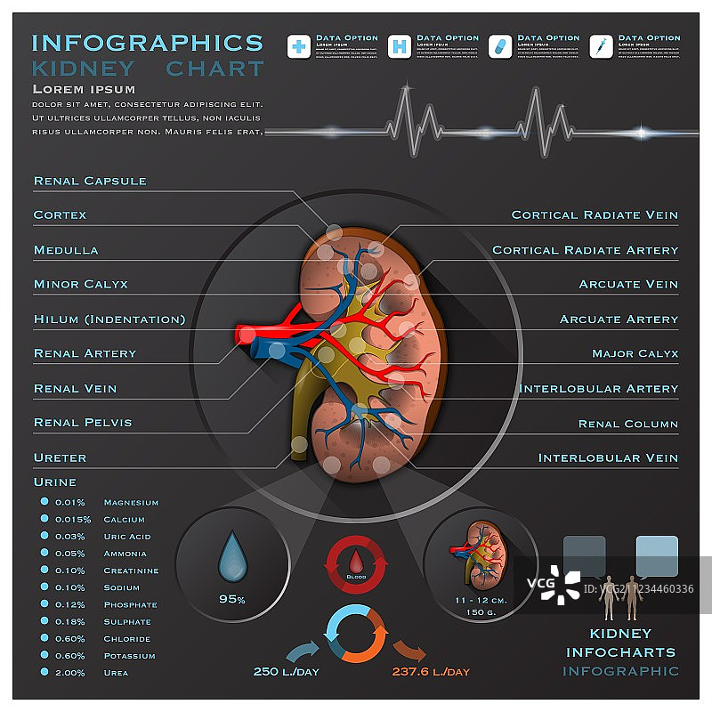 肾脏医学信息图表图片素材