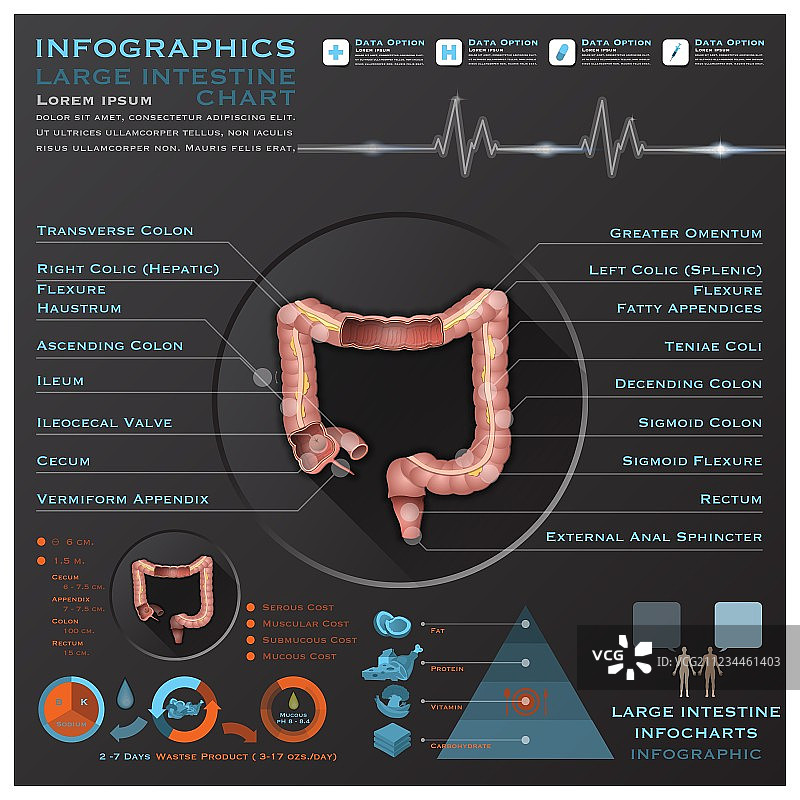 大肠与排泄系统解剖结构图片素材