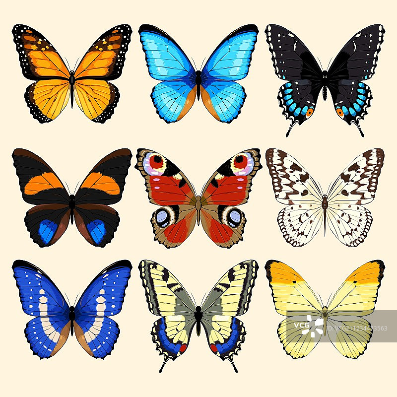 蝴蝶合集图片素材