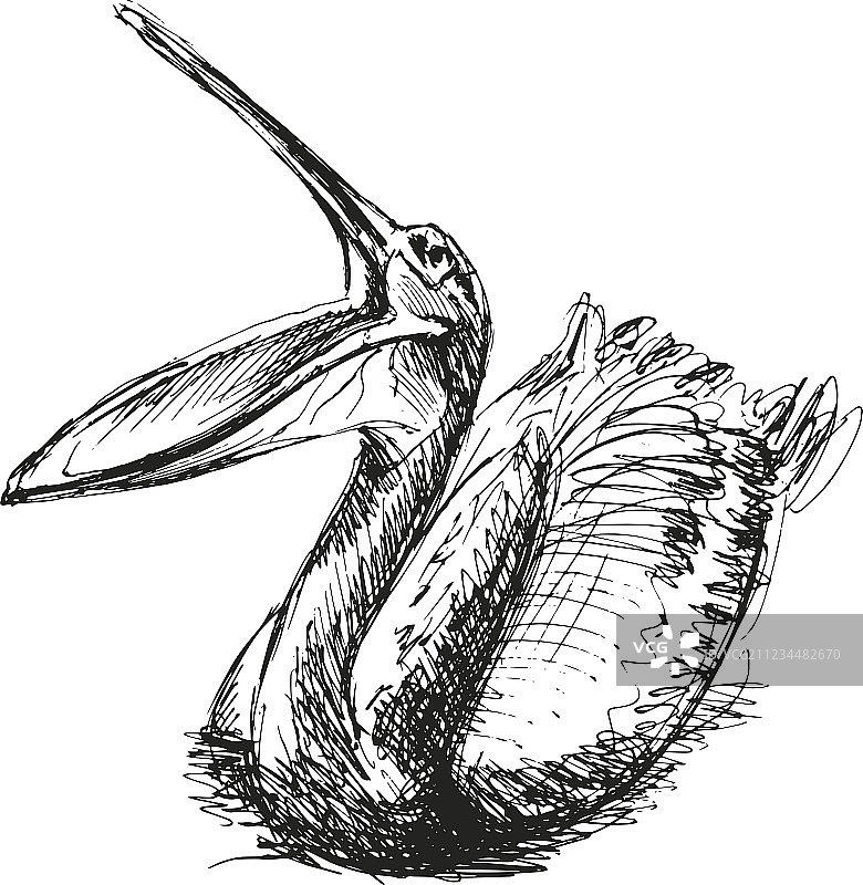 手绘鹈鹕图片素材