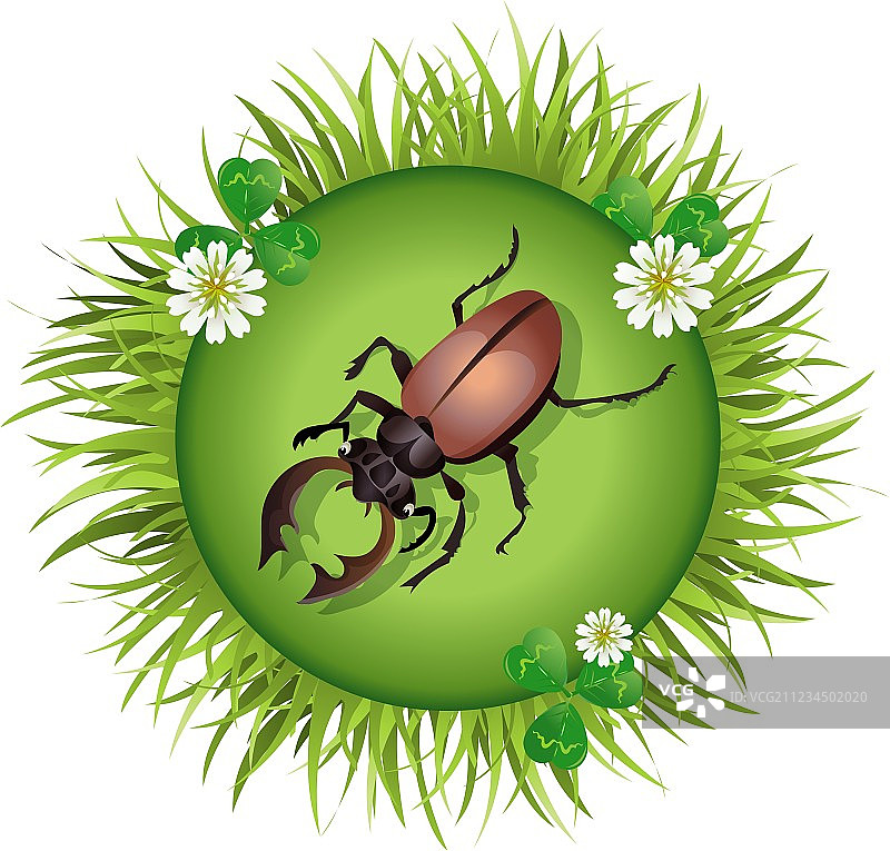 林中空地上的甲壳虫图片素材