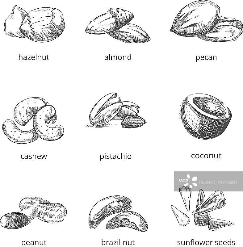 手绘风格的坚果套装图片素材