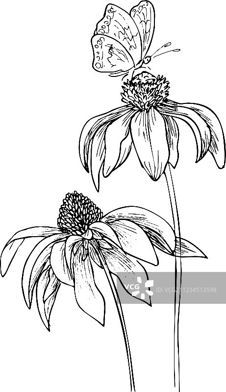 三朵紫锥菊浪漫背景图片素材