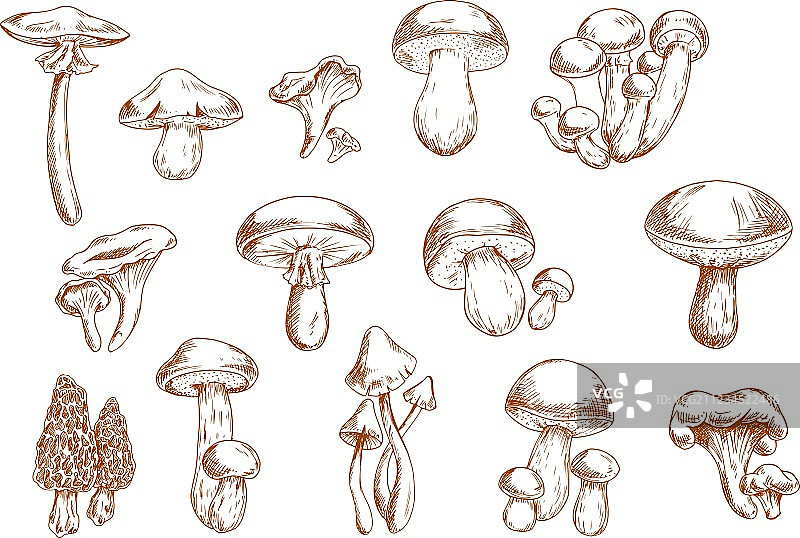 食用蘑菇食品设计草图图片素材