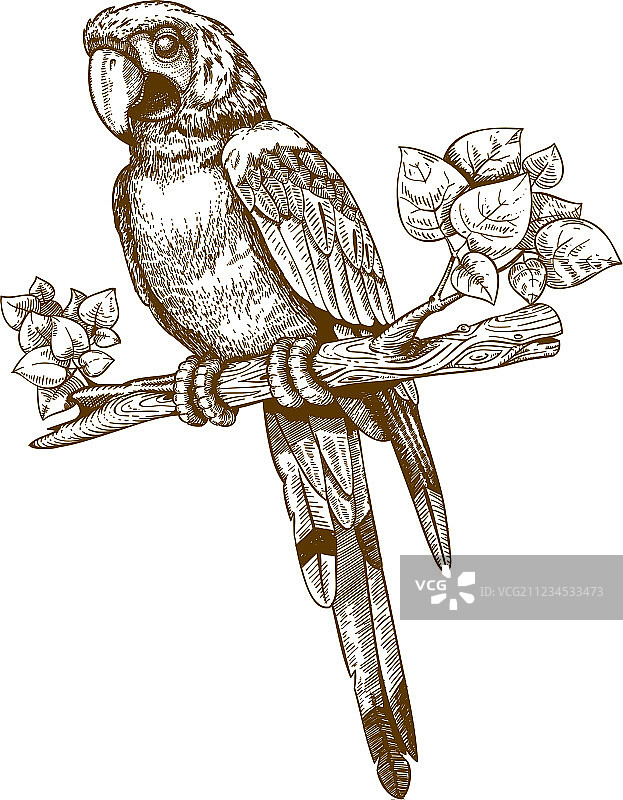 大型鹦鹉雕刻图片素材