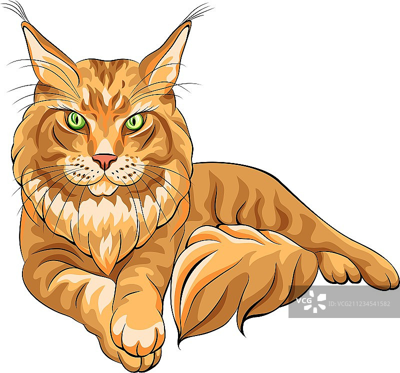 缅因猫美国长毛猫图片素材