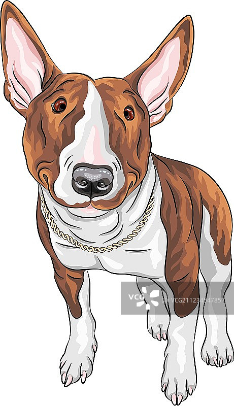 牛头梗犬品种图片素材