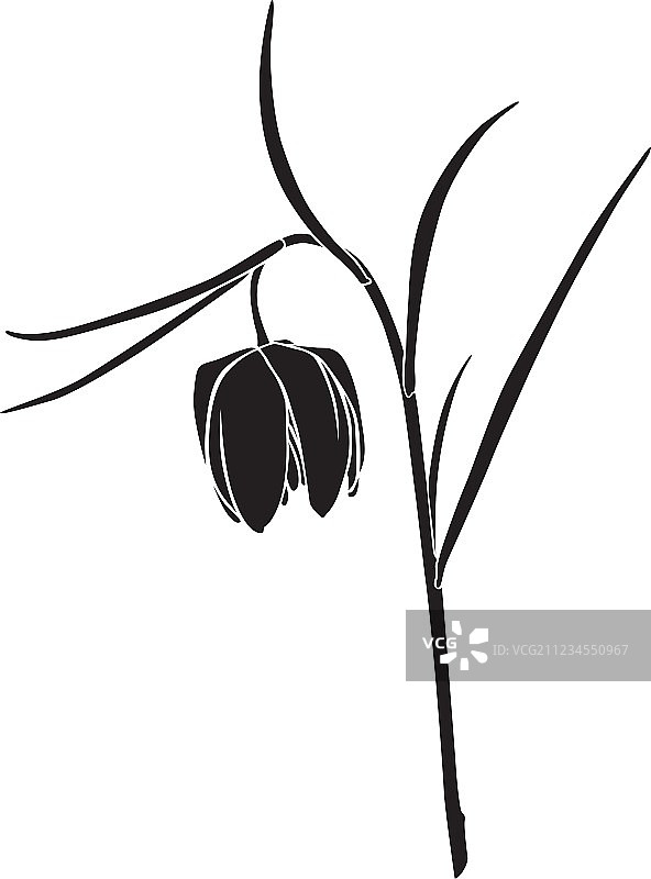 蛇头贝母图片素材