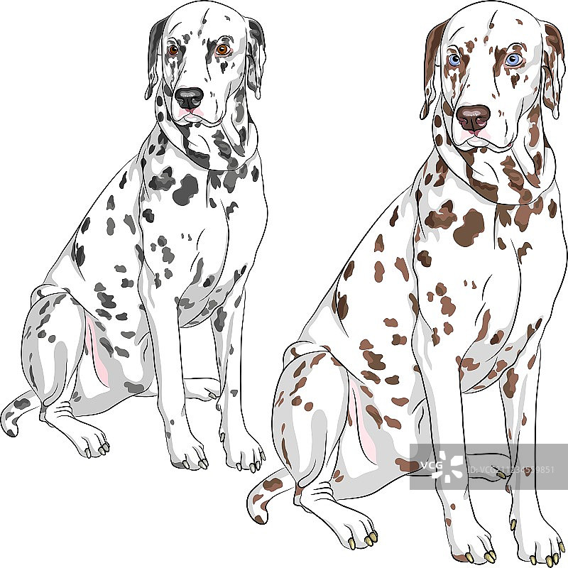 严肃的斑点狗图片素材