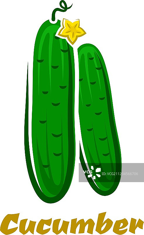 新鲜绿色农场黄瓜蔬菜图片素材