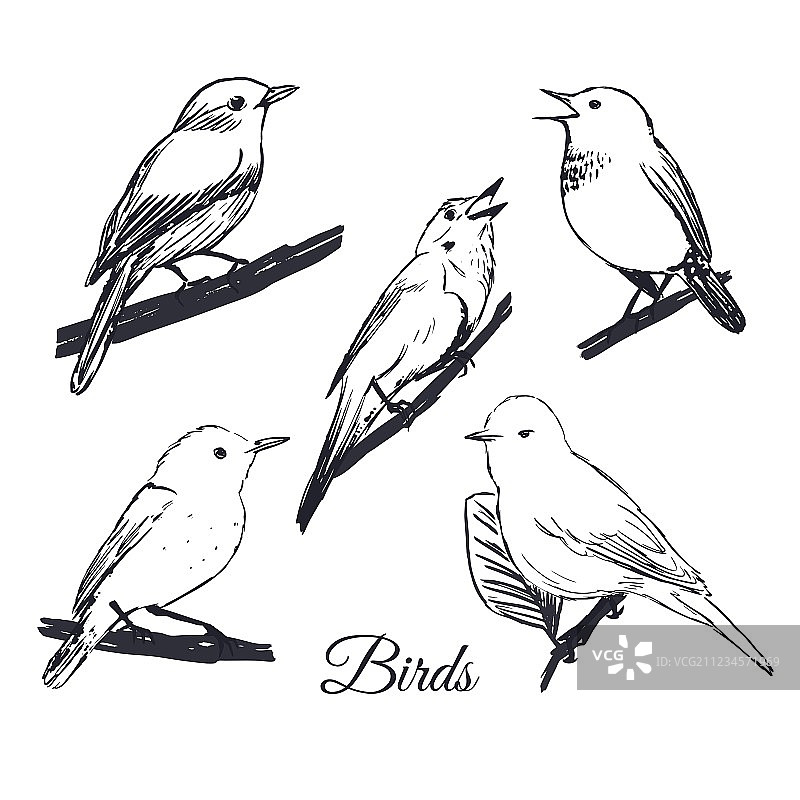 水墨手绘鸟类合集图片素材