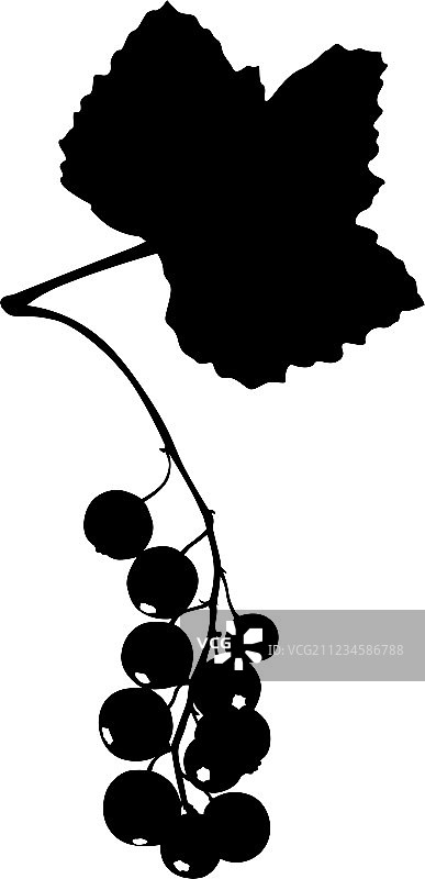 红醋栗图片素材