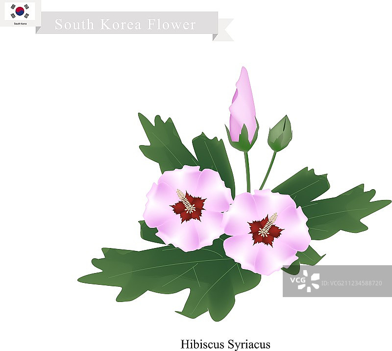 韩国国花：木槿花图片素材