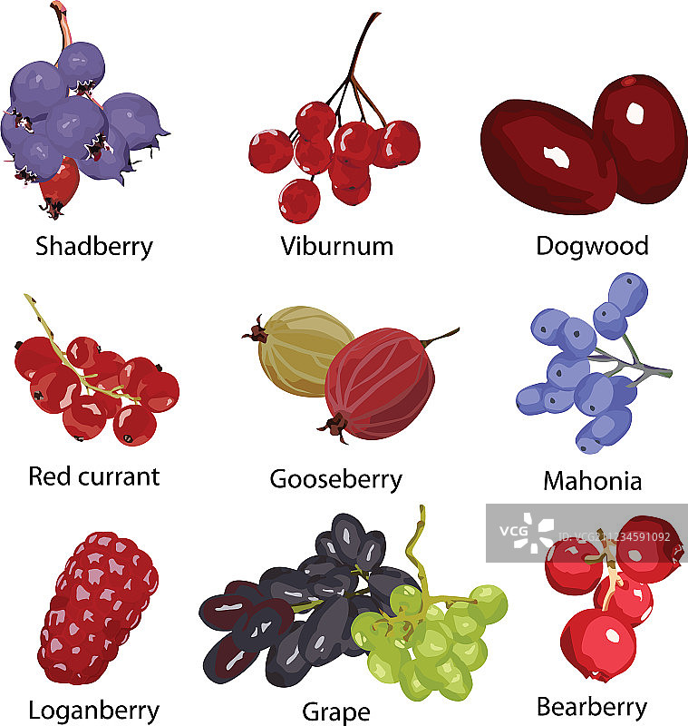 不同的浆果套装图片素材