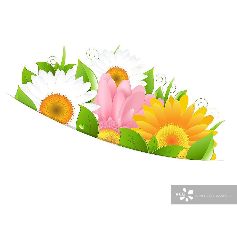 非洲菊与叶子图片素材