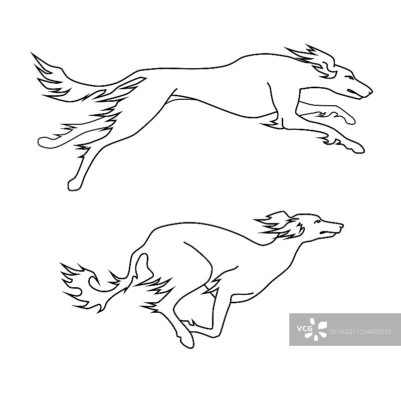 两只萨路基犬奔跑的姿势图片素材