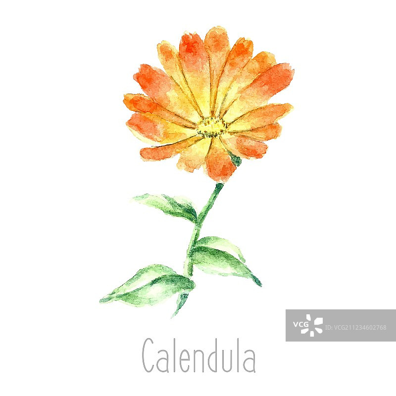 水彩金盏花草本图片素材
