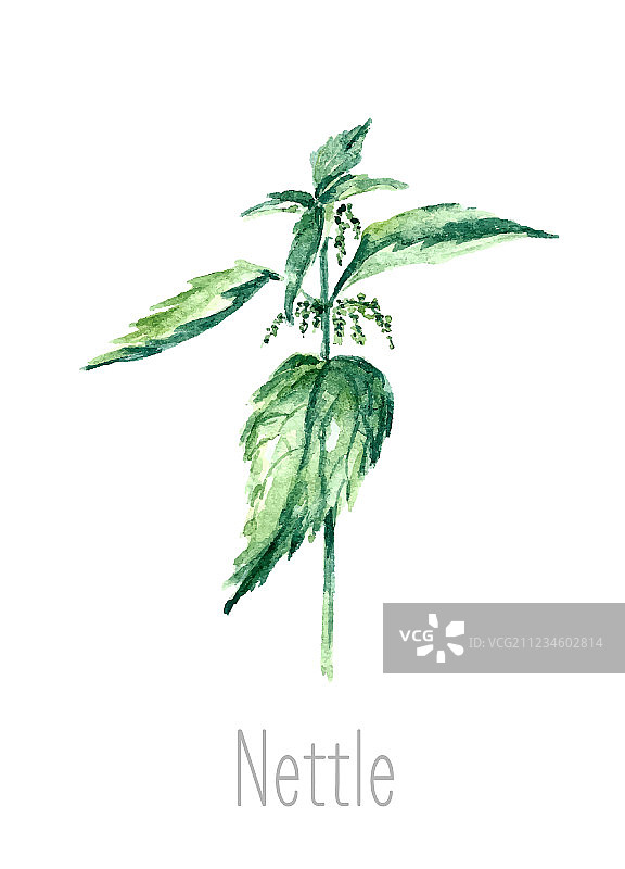 水彩荨麻草本图片素材