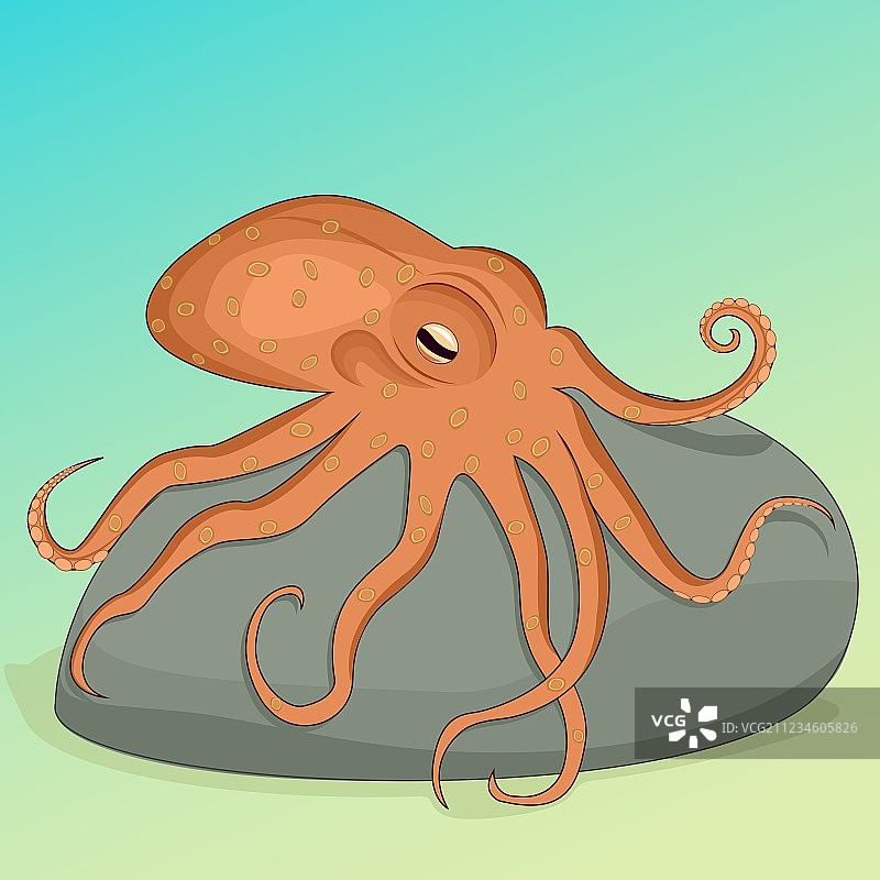 灰色岩石上的章鱼图片素材