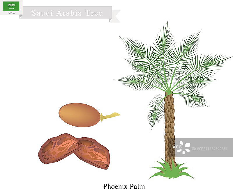 沙特阿拉伯的椰枣树图片素材