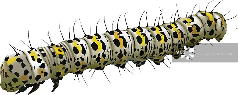 毛蕊花图片素材