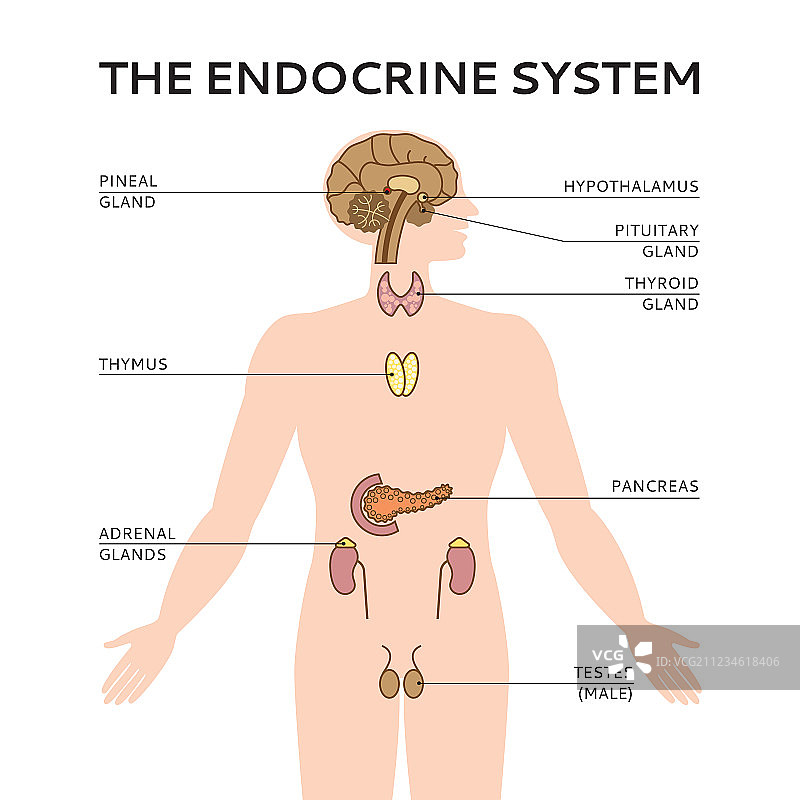 彩色男性示意图图片素材
