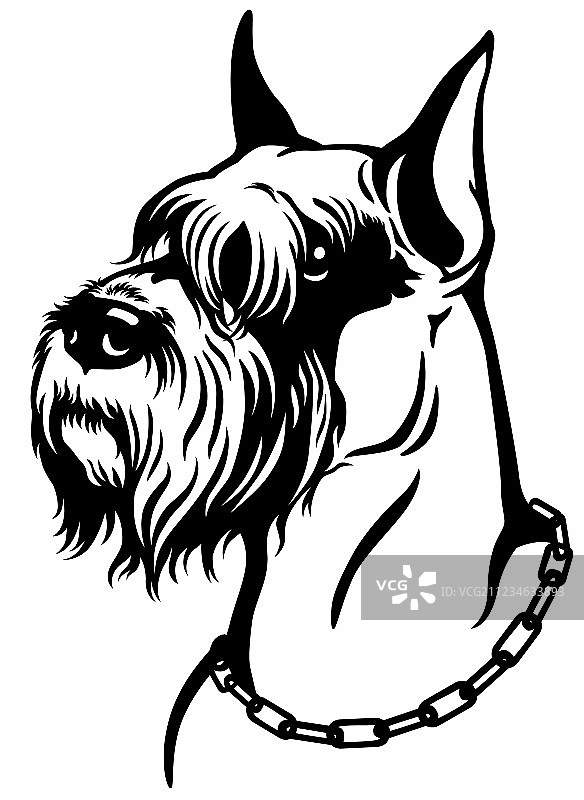 黑白相间的雪纳瑞犬图片素材