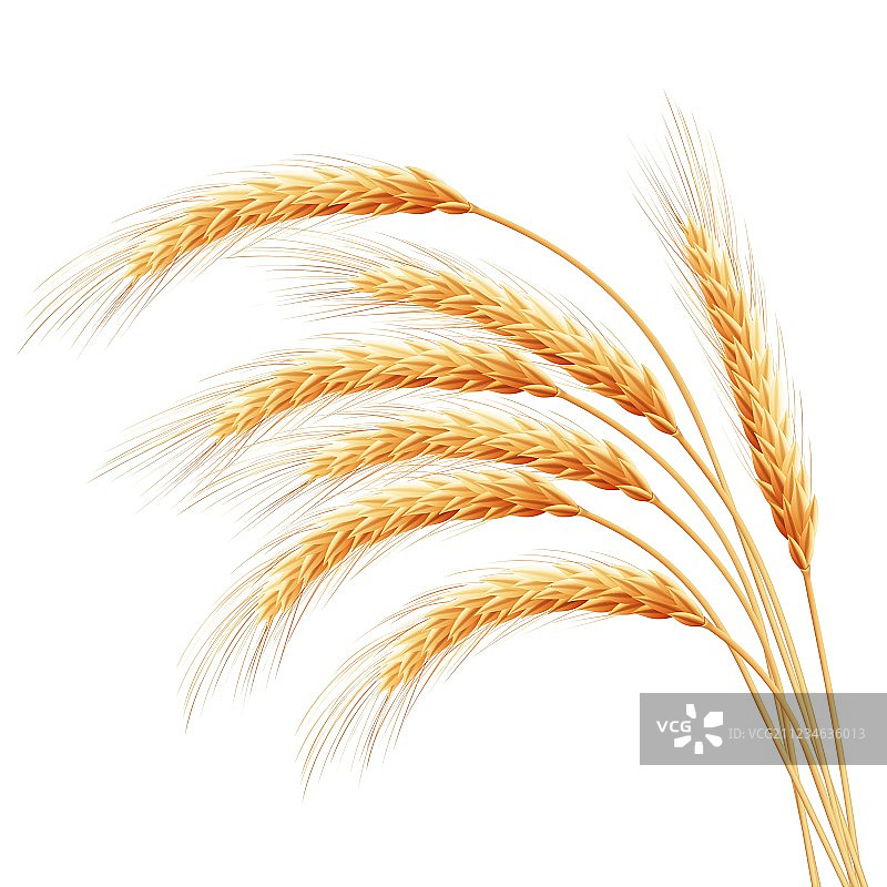 带有文本空间的麦穗EPS 10图片素材