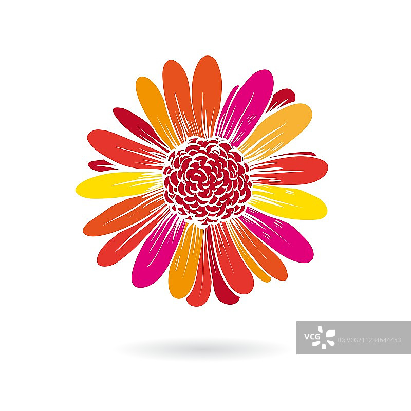 白色背景上的孤立非洲菊图片素材