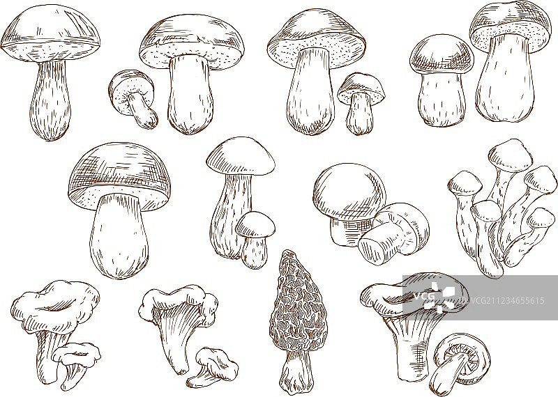 食用蘑菇素描图标图片素材