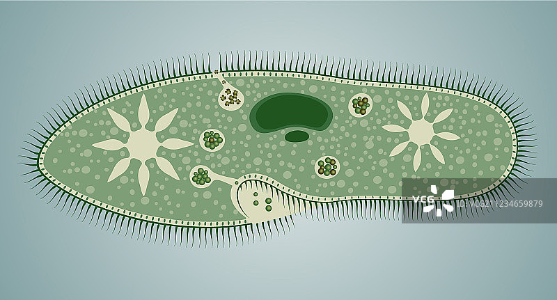 尾草履虫图片素材
