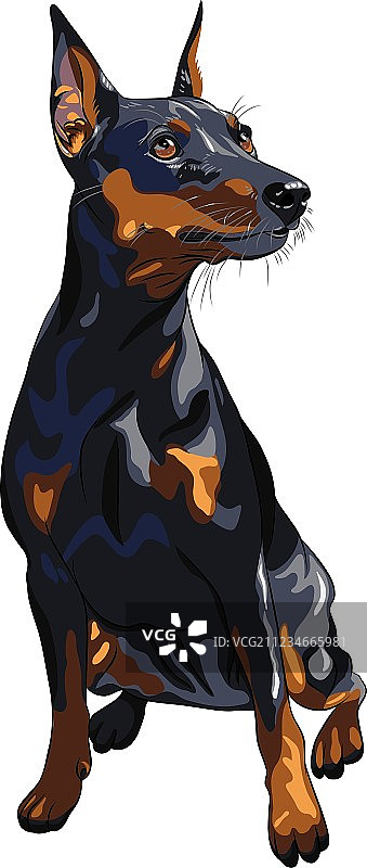 迷你杜宾犬图片素材